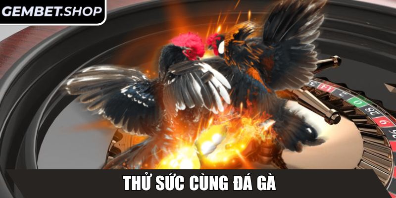 Thử sức cùng Đá Gà